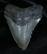 Inch Georgia Megalodon Tooth #1351-1